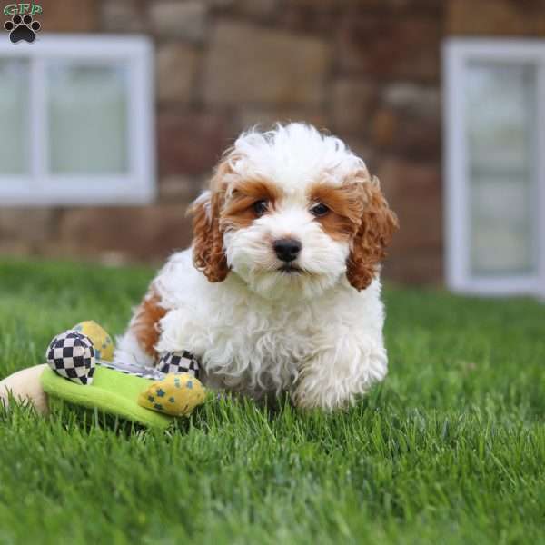 Daisy, Cockapoo Puppy